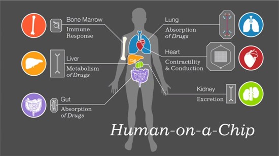一項大膽的人體研究計劃:器官也能集成到芯片上?